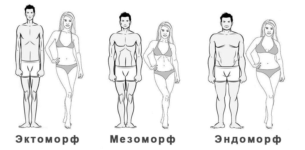 Характеристика эндо экто и мезоморфии оценивается в схеме