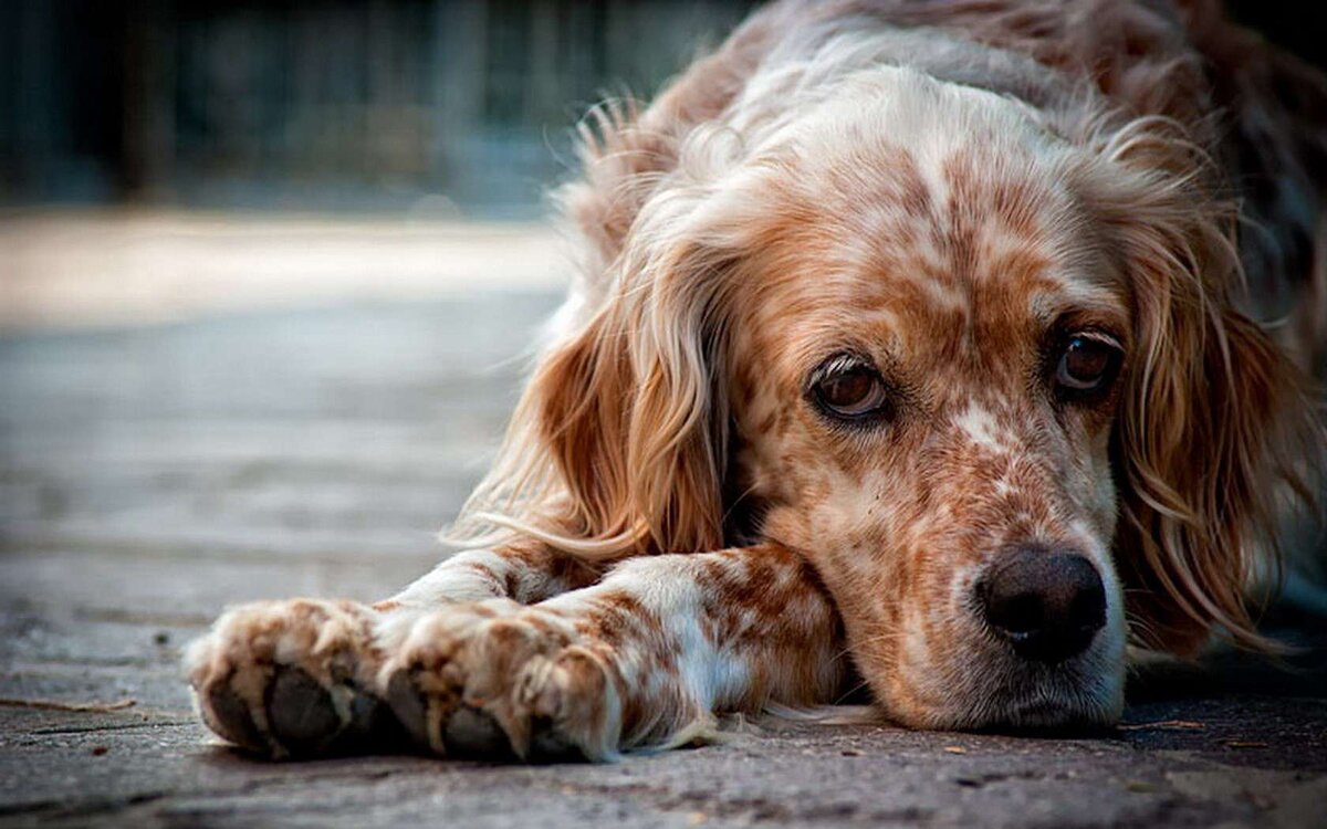 Сколько живут собаки и как продлить их жизнь