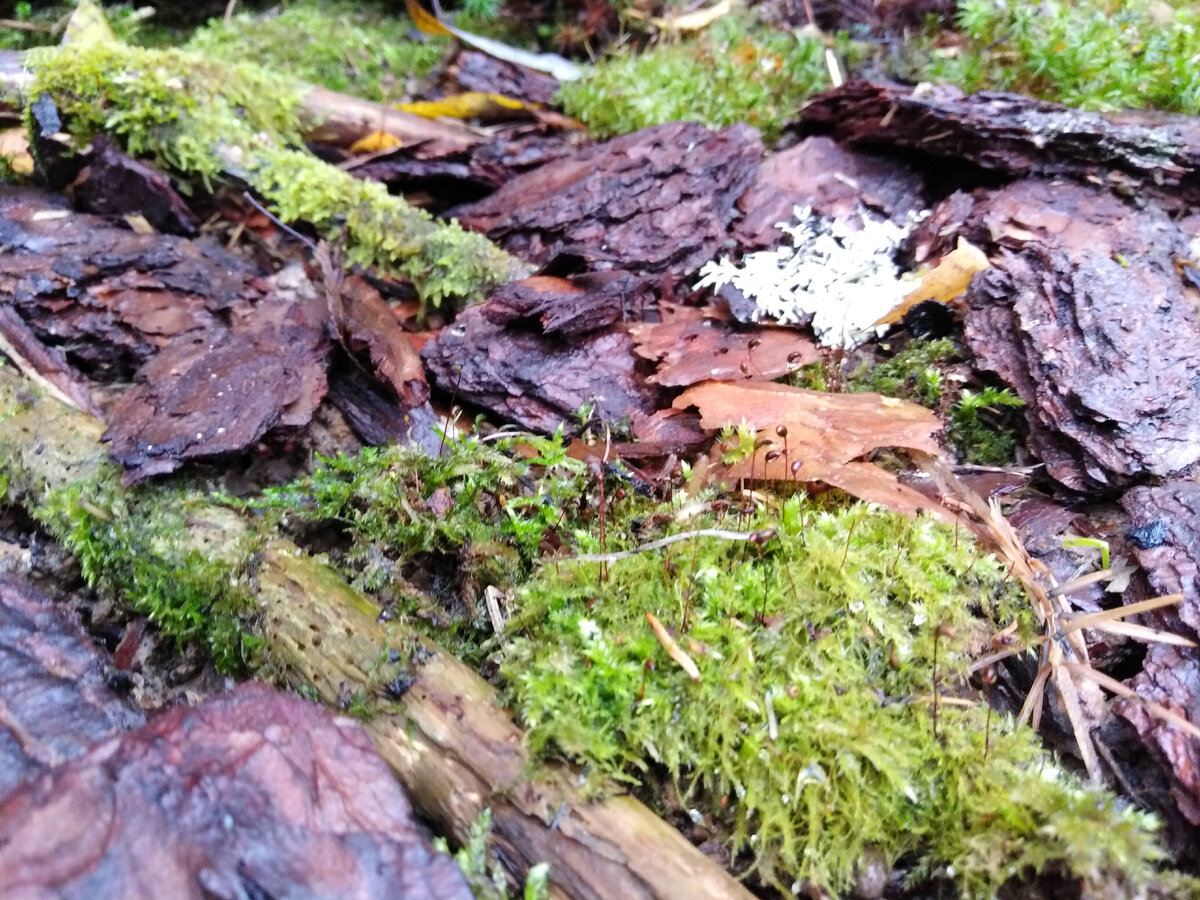 Фрагмент Садика мхов