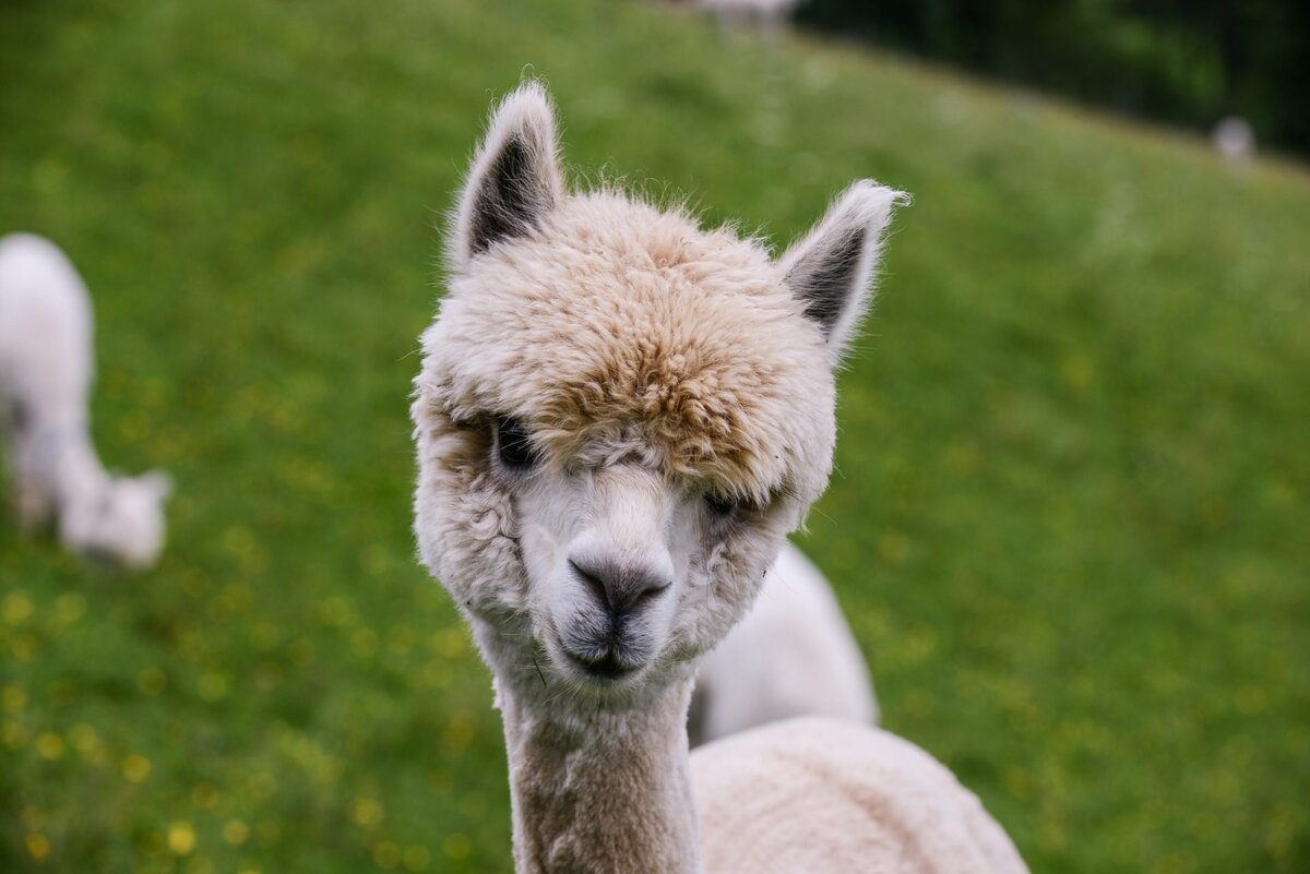 Яндекс.Картинки.