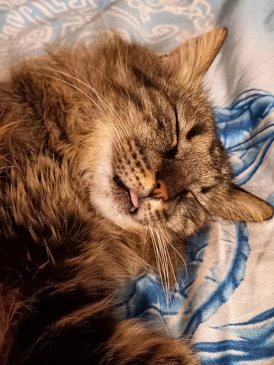 © ВСЕ ОТТЕНКИ КОШАЧЬЕГО. Кот Дарси (Банхамин), выпускник 2018 г. 