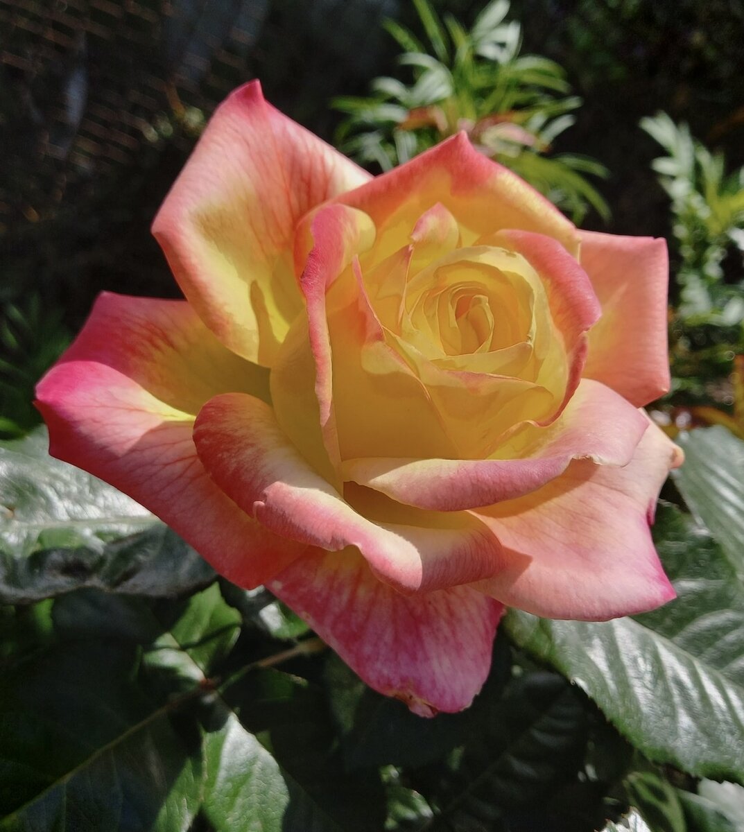 Чайно-гибридная роза Pullman Orient Express.