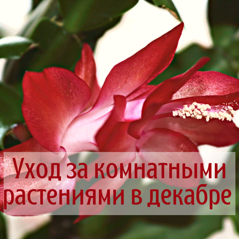 Как ухаживать за комнатными растениями в декабре