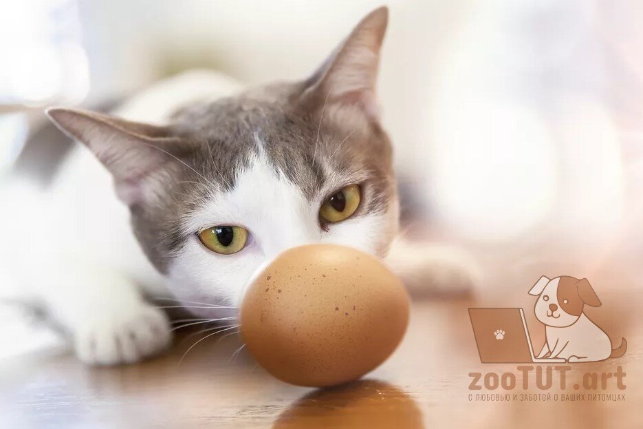 можно ли кошкам яйца сырые