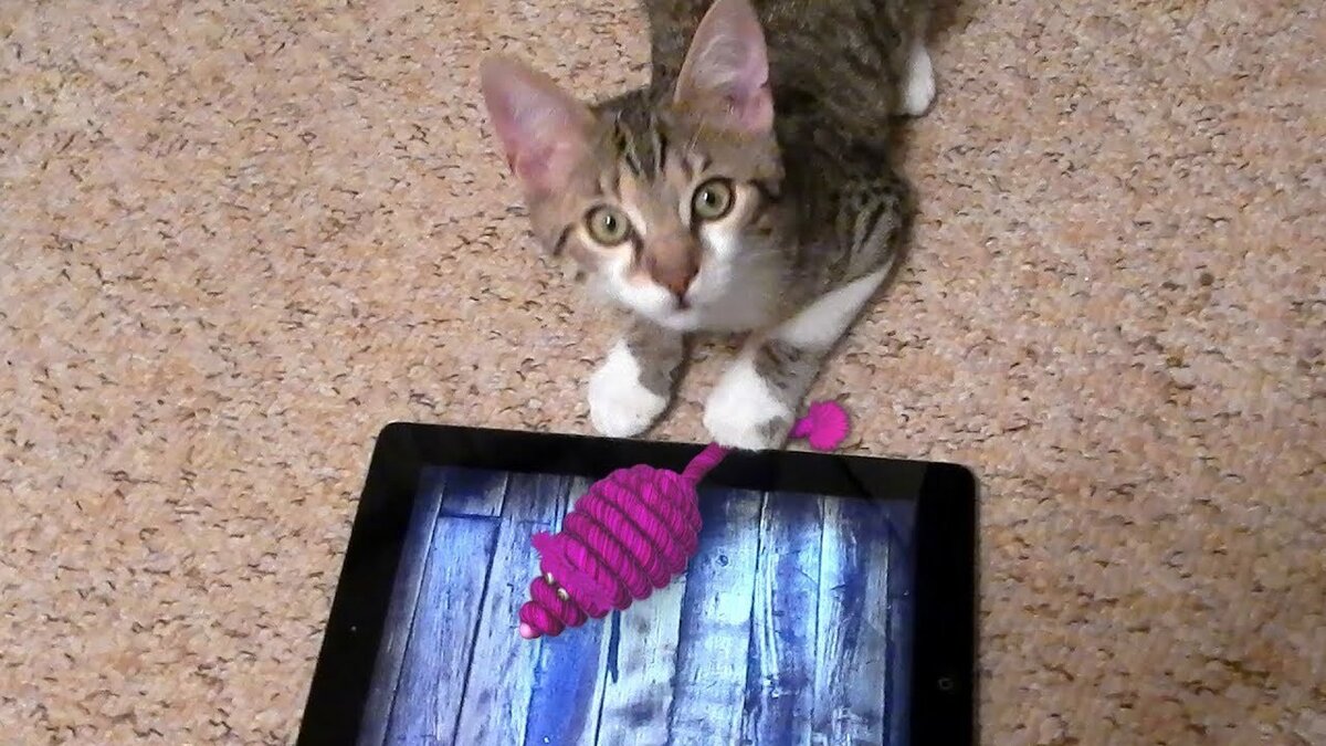 Мышки бегают видео для кошек и пищат. Пушистый геймер. Видео кота для кота. Игра котя кошечка. Milo the Cat.