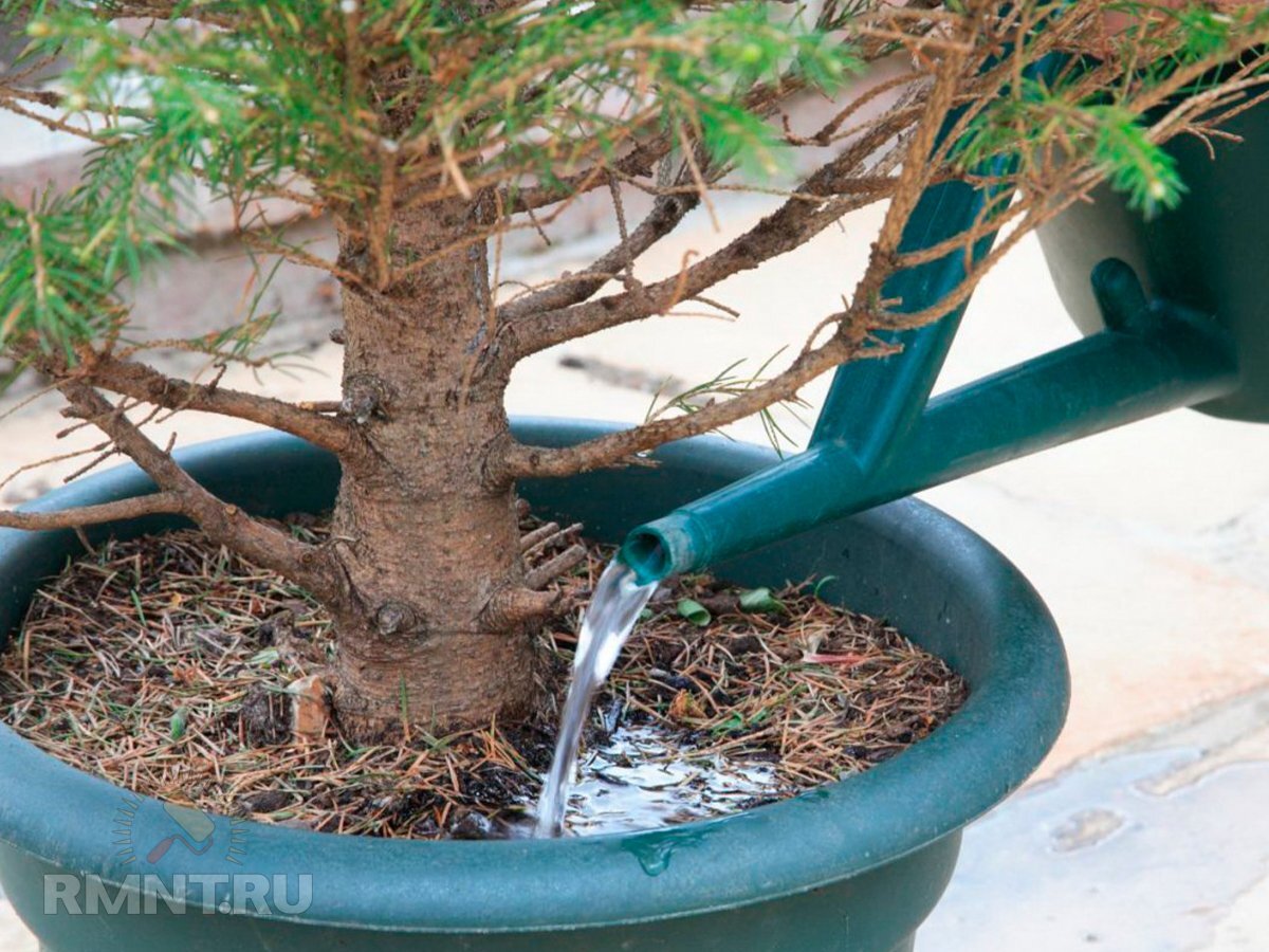   Фото botanichka.ru