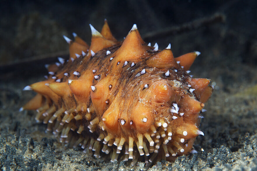 Трепанг, еще его называют  «Морской женьшень». 
