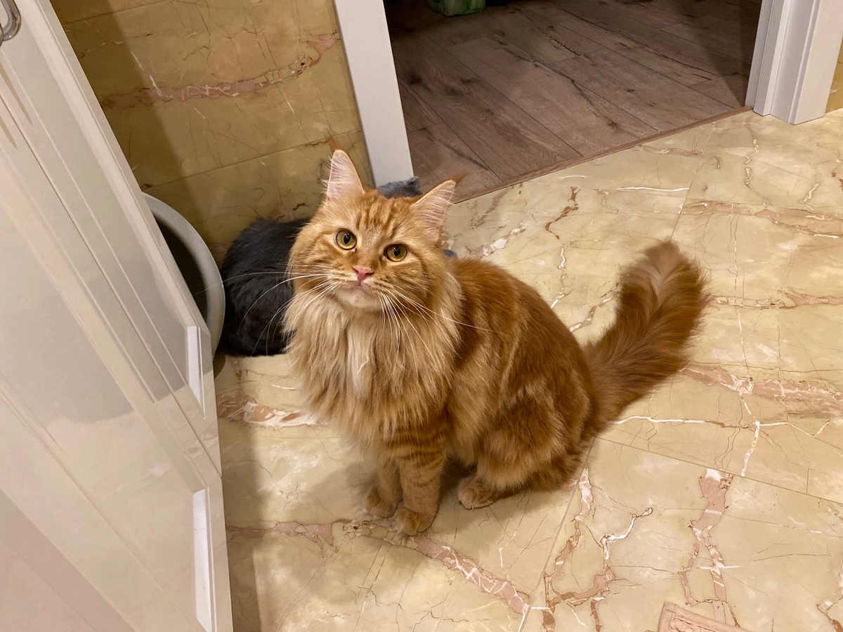 Мама Руфуса - Мейз