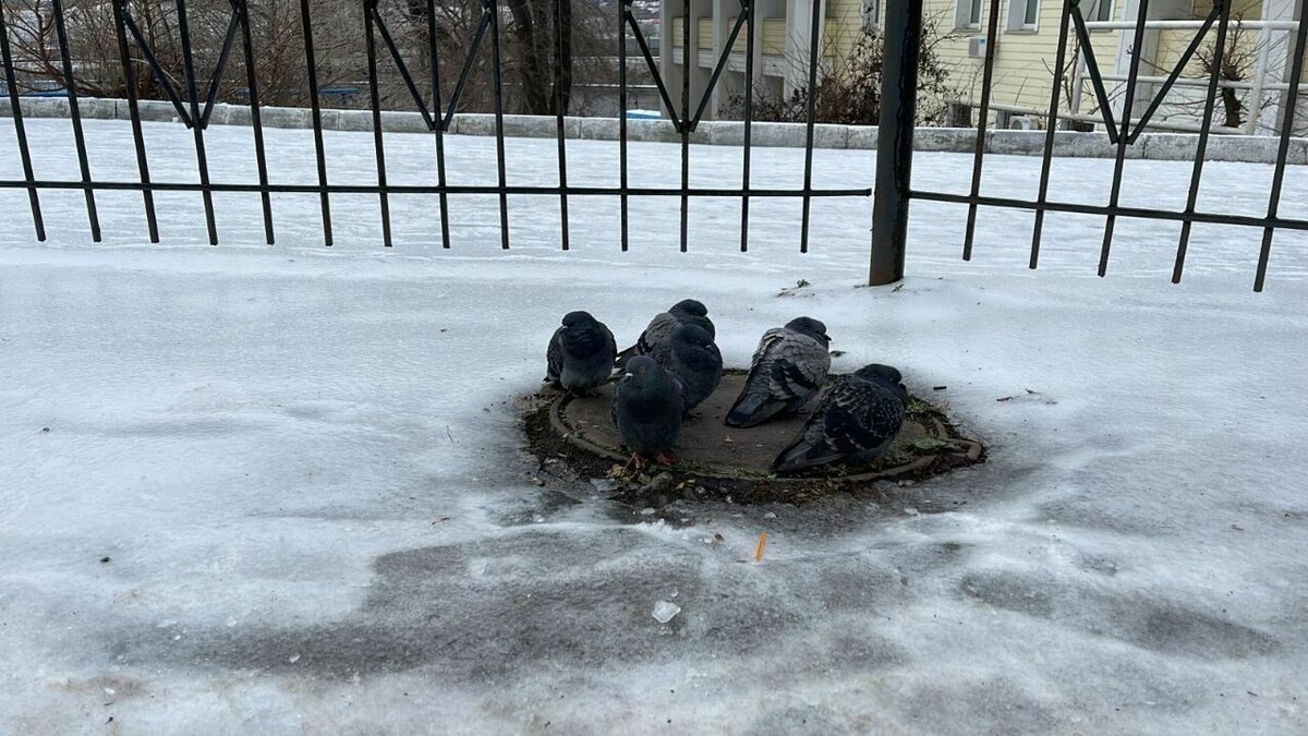     Прокуратура Владивостока внимательно наблюдала за тем, как в столице ДФО идёт борьба с последствиями ледяного дождя. И в итоге раздала всем сёстрам по серьгам, как говорится.