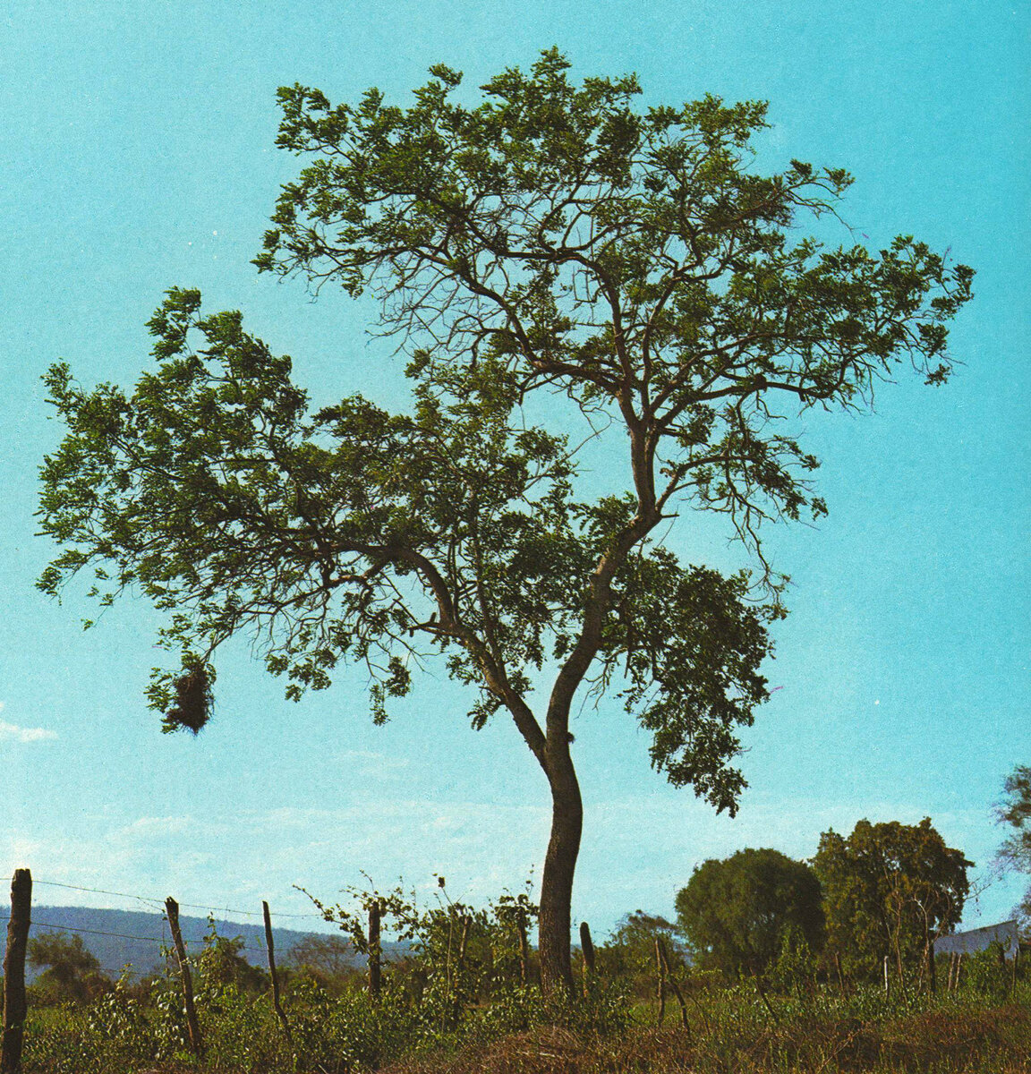 Дерево амендоин