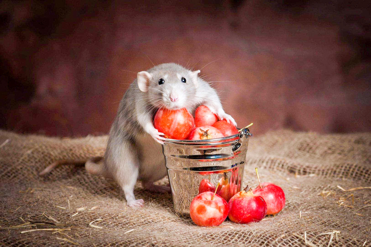 Яндекс картинки