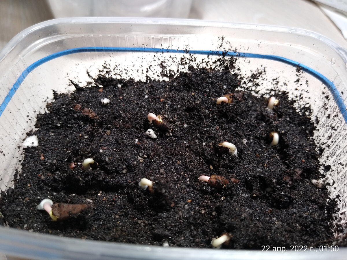 Первые всходы ипомеи.