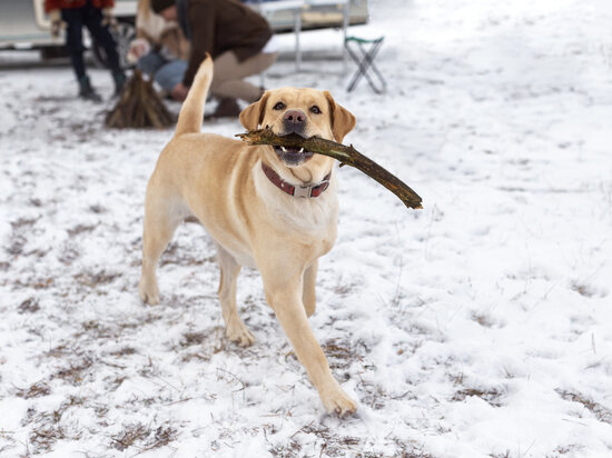     Важно следить, чтобы лапы собак оставались сухими. Фото: freepik.com