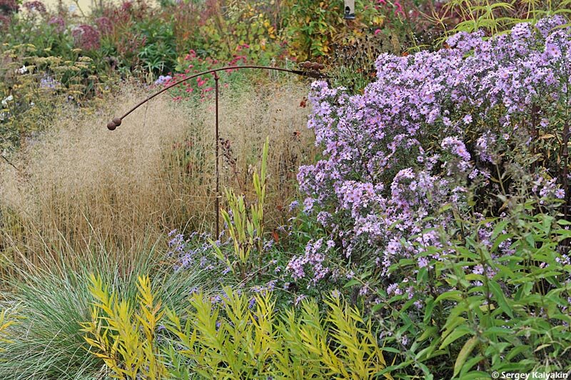 Щучка дернистая 'Goldtau'