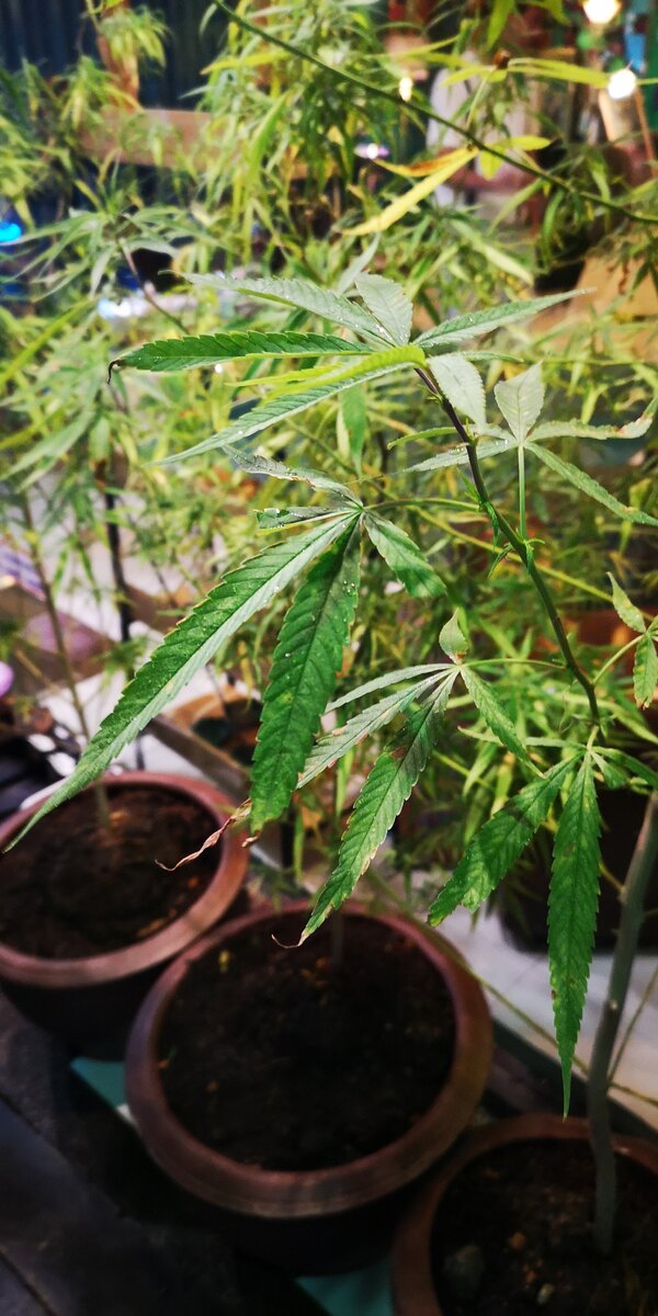 И снится нам трава, трава у дома