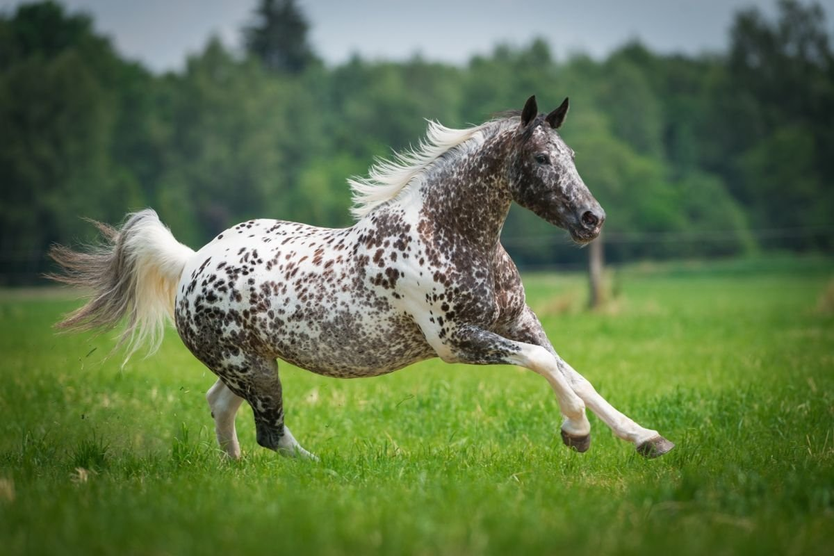 ТОП-30 самых красивых лошадей в мире | My horse story | Дзен