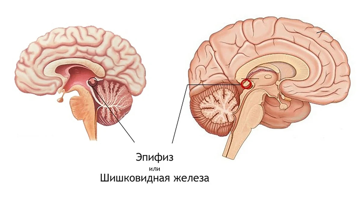 Эпифиз мозга шишковидное тело. Эпифиз головного мозга анатомия. Строение мозга человека эпифиз. Строение головного мозга эпифиз.