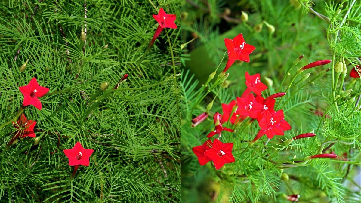 Эффектная садовая лиана для вертикального озеленения сада! | GardenLife |  Дзен