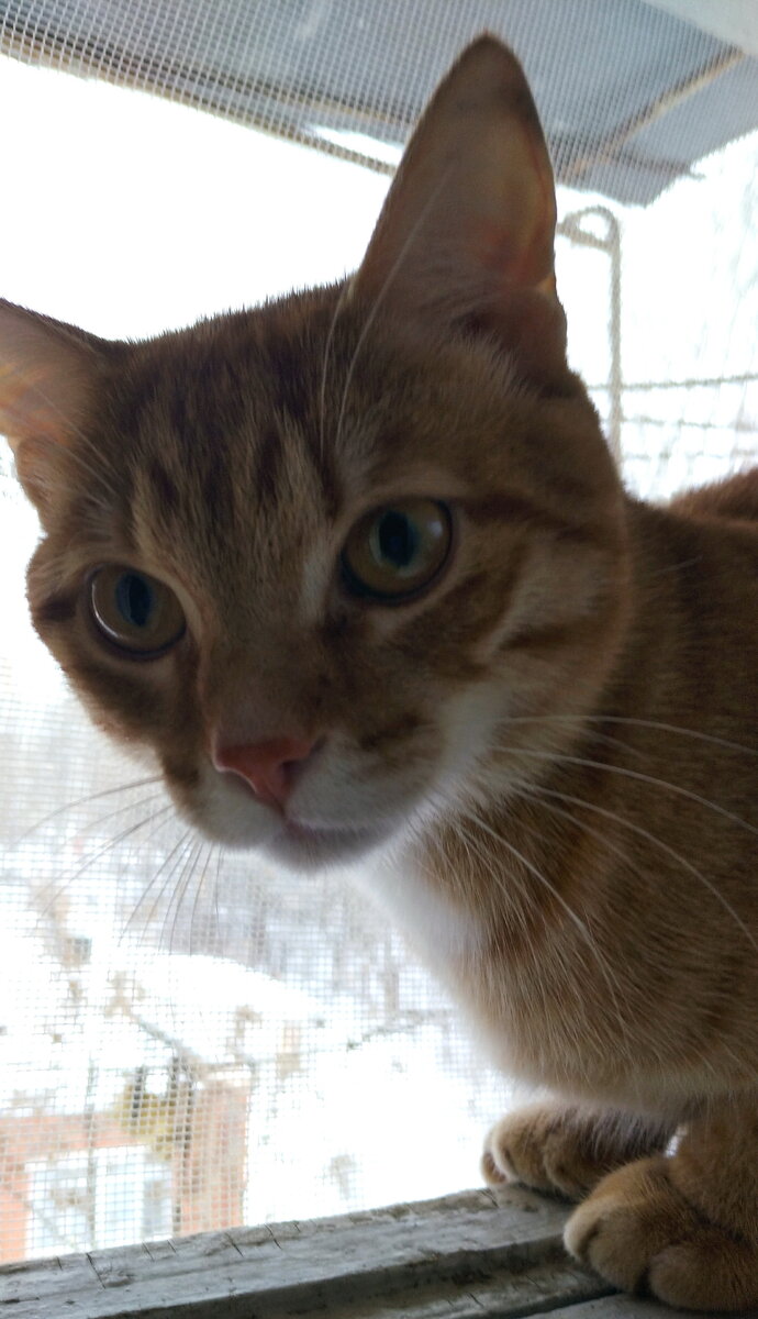 Личное  фото