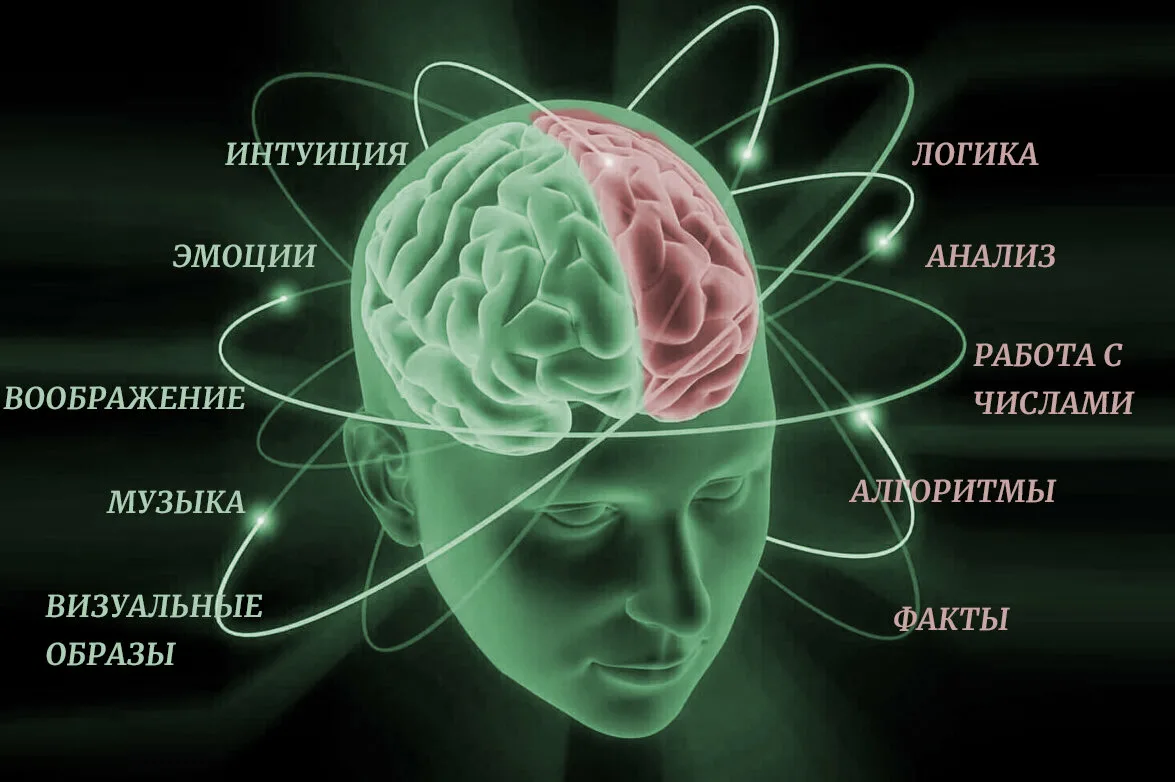 Ваше сознание. Полушария мозга. Левое и правое полушарие мозга. Мозг человека правое и левое полушарие. Асимметрия мозга.
