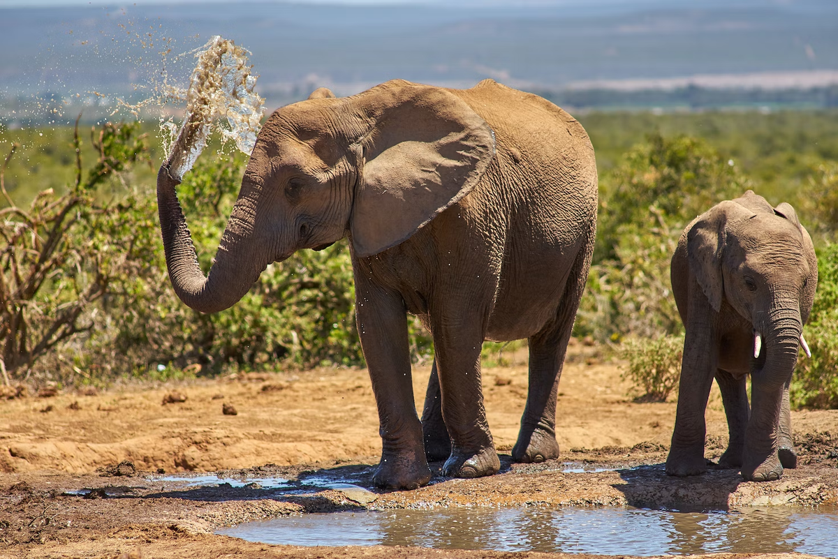 Слон поливает себя из хобота. Слоненок пьет. Incredible Wildlife. Слон обдаёт себя водой из хобота. Почему слона назвали слоном