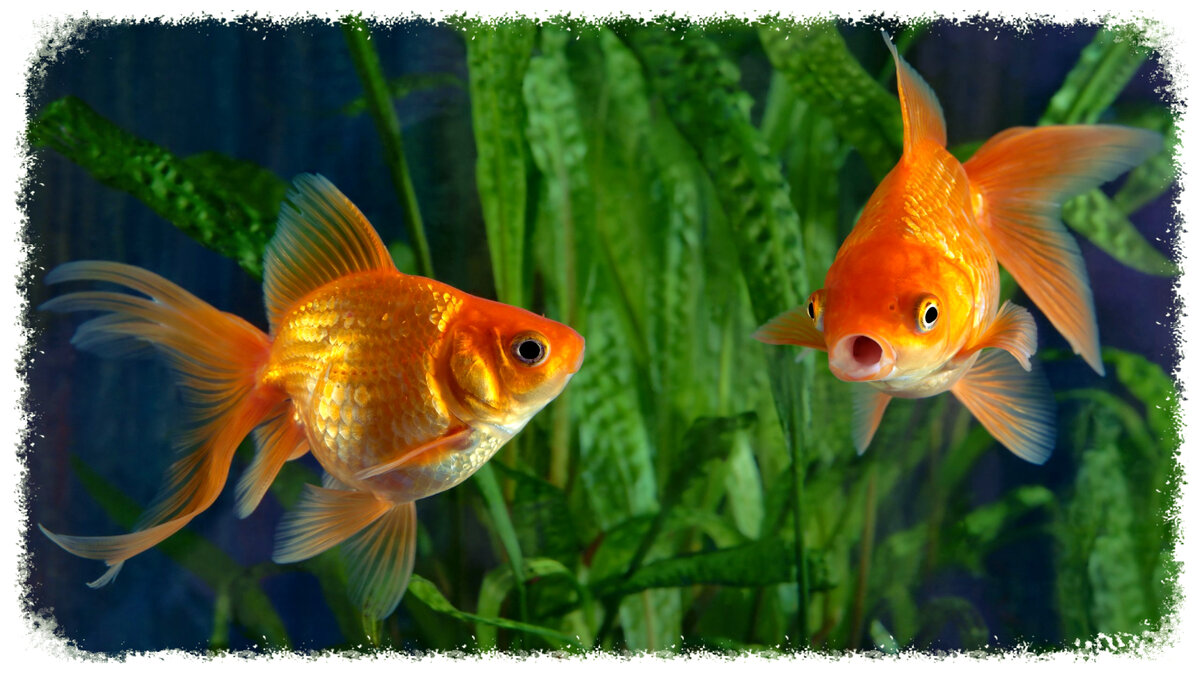 золотая рыбка