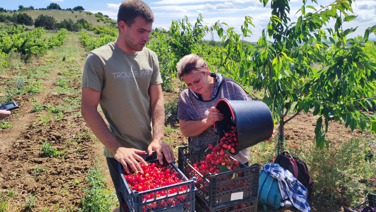 Агроном Александр Часовников следит за сбором черешни.