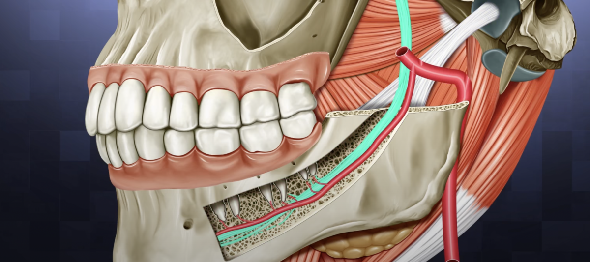 Пульпарная камера каждого зуба связана с кровеносными капиллярами и нервами. Анестезия лишь блокирует боль от удаления и разрыва связей с сосудами. Анимация автора.