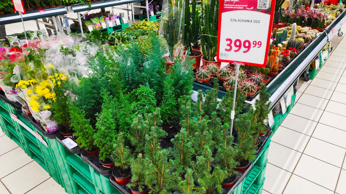 И ели тут, и можжевельники. Ну а весной деревце в сад можно высадить...