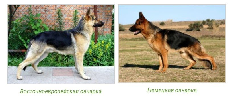 Европейская овчарка и немецкая отличия фото