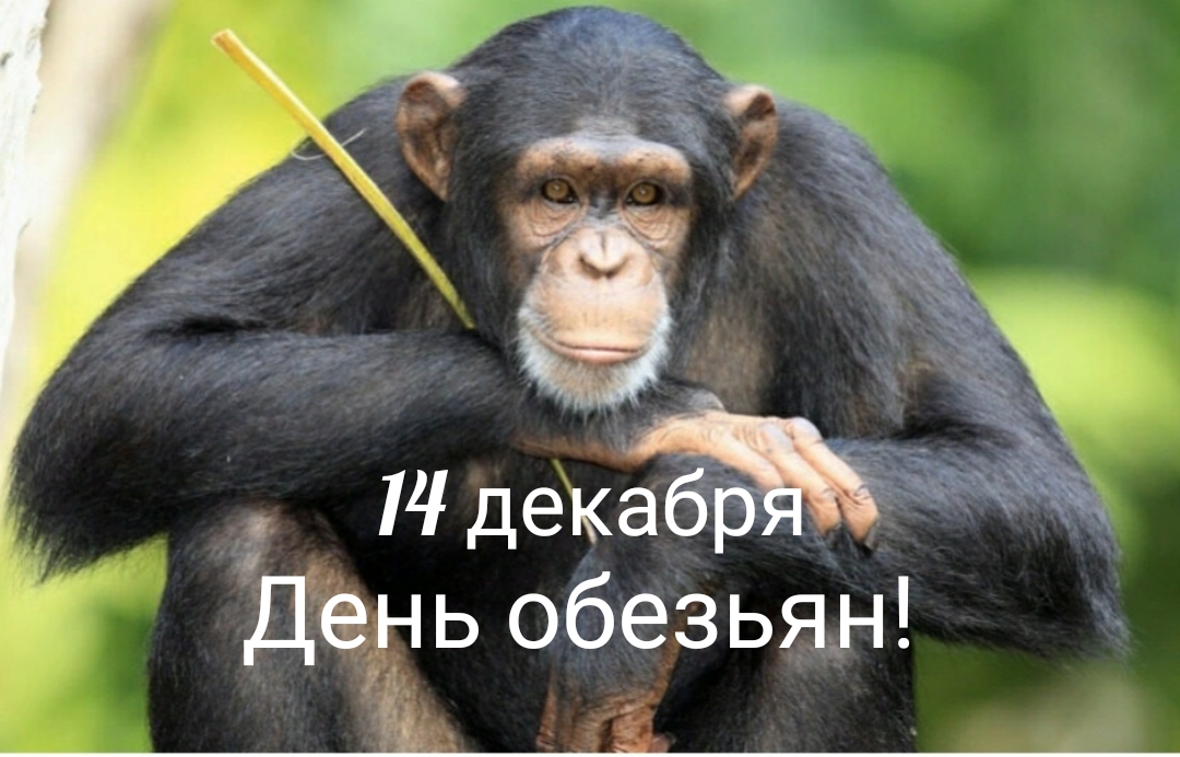 Советы от обезьяны - открытка