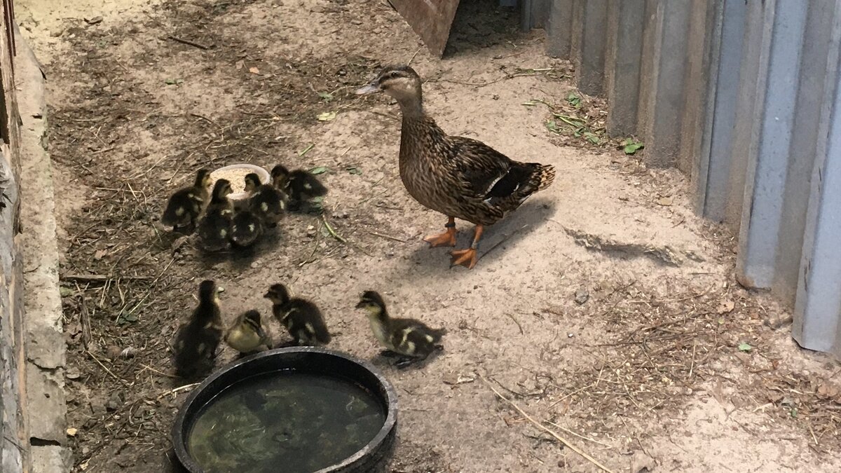 Утка с утятами