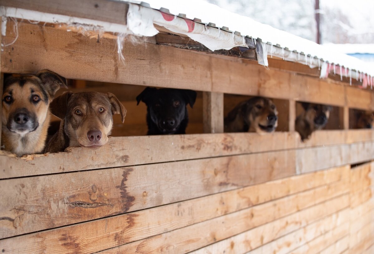 Уже 125 собак нуждаются в любой помощи! 