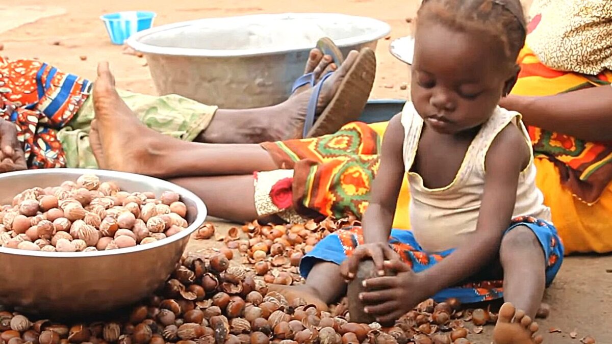 Раскалывают орехи ши и взрослые, и дети.