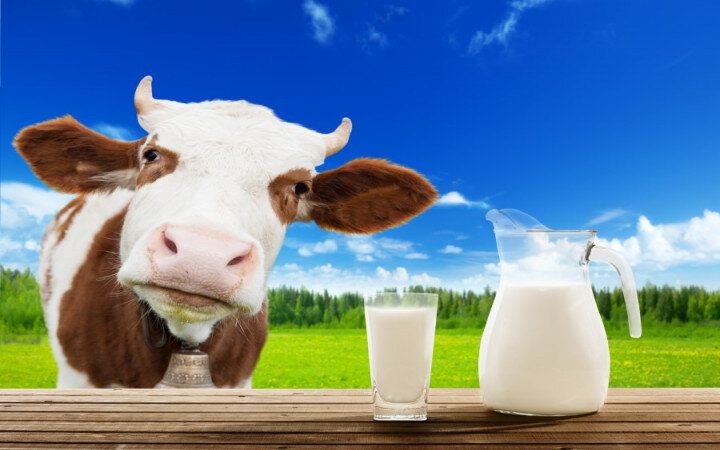  I like milkshake. To get some milk I need to milk a cow.  - Я люблю молочный коктейль. Чтобы добыть молоко, мне надо подоить корову.
