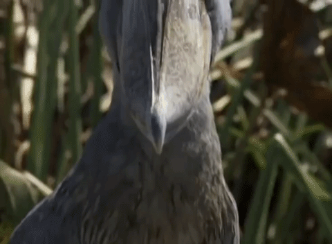 Рис. 5 Китоглав