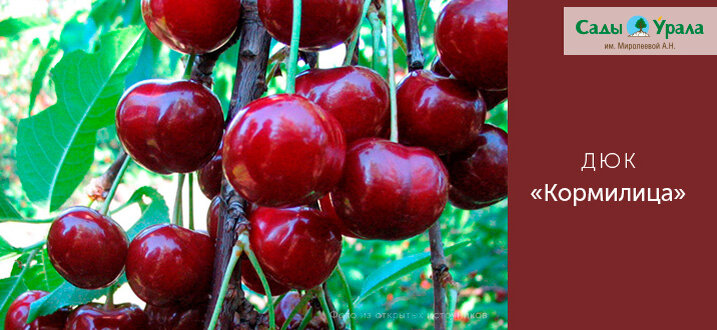 Сладкий ДЮК для ленивого сада: как вырастить гибрид черешни и вишни?