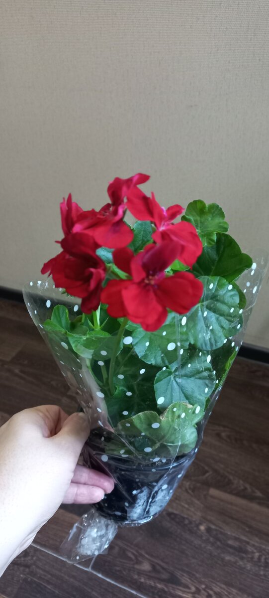 вот такой вот красивый цвет. Правда камера не передает всю красоту перелива цвета, ощущение, что цветы из бархата