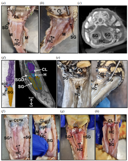Обозначения на рисунке: CL - клоака; H или HC - гемиклиторы; M - мышцы; P - карманы; SG - пахучие железы; SGD - проток пахучей железы. 