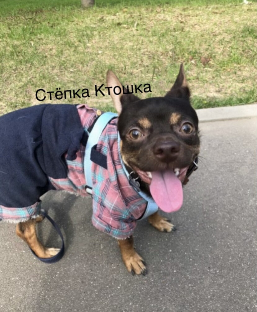 Это Наш пёсик Стёпка😊