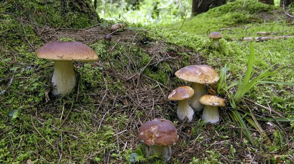 Клондайк выглядит примерно так)