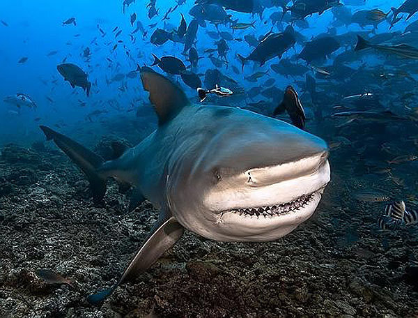 Многочисленные фильмы о нападении гигантских кровожадных акул на людей поселили в человеческом сознании страх перед этими водными хищниками. Между тем далеко не все знают, что источником вдохновения для всех этих страшилок является вовсе не ставшая притчей во языцех большая белая акула, а её родственница - бычья акула. Её можно встретить не только в любом океане, но и в пресных водоёмах, что внушает ещё больший страх. Тем не менее, особенности этих акул настолько уникальны и необычны, что с ними (в отличие от самих этих создани) определённо стоит познакомиться поближе.