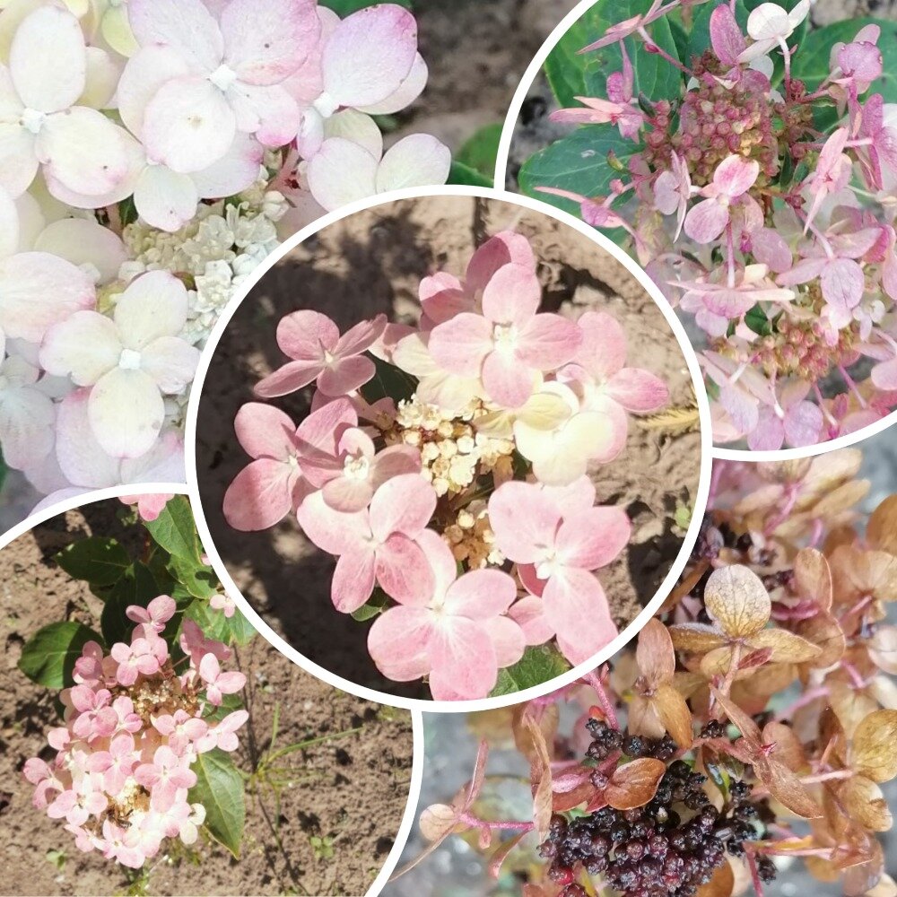 Все переходы цвета - от белоснежного до подгорелого со "шкварками"