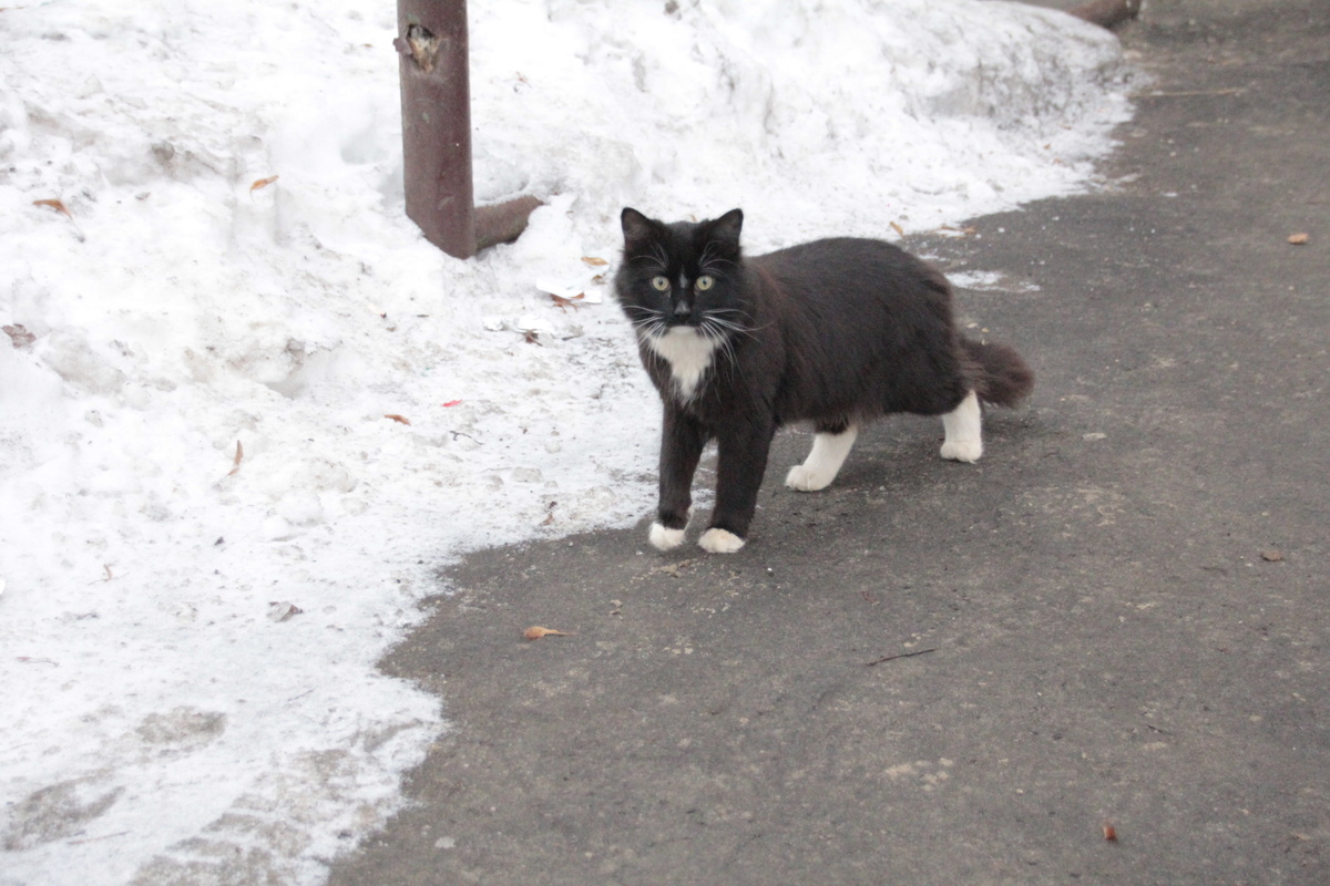 Всё смотрела как едят другие коты