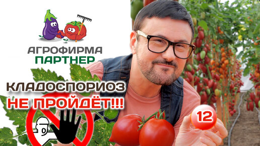 12 низкорослых томатов, устойчивых к кладоспориозу | Кладоспориоз не пройдет