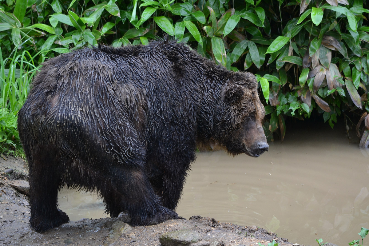 Японский медведь. Бурый медведь (Ursus arctos) Камчатка. Уссурийский бурый медведь. Черный Гризли японский бурый медведь. Уссурийский или Амурский бурый медведь.