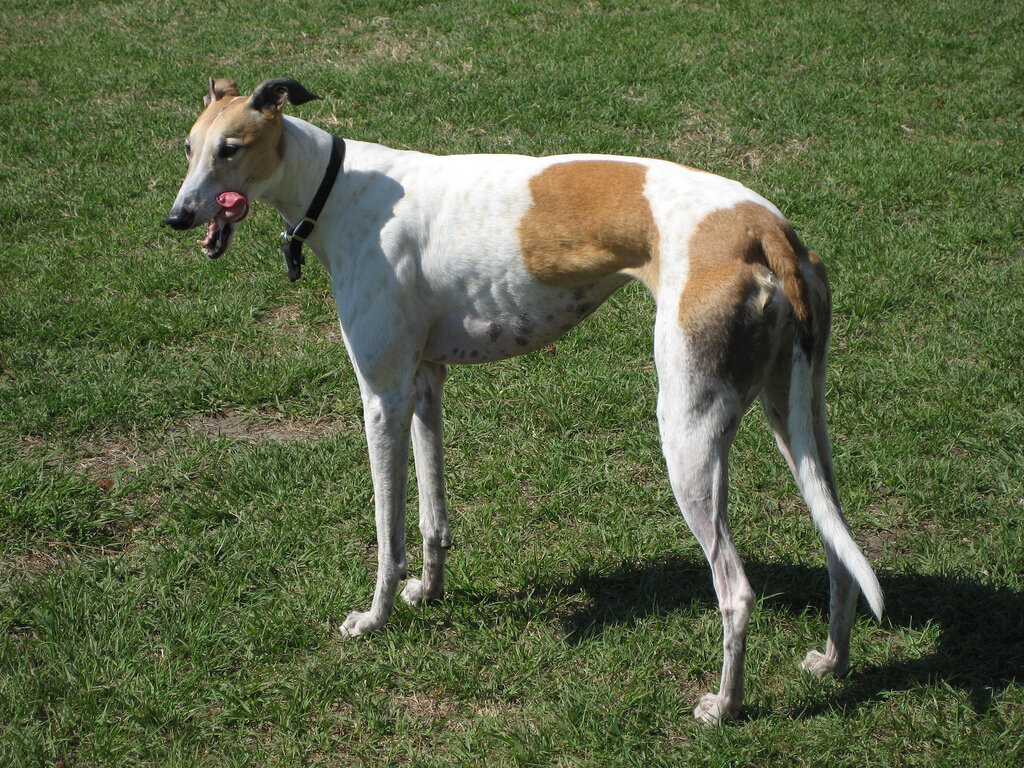 борзая (greyhound)