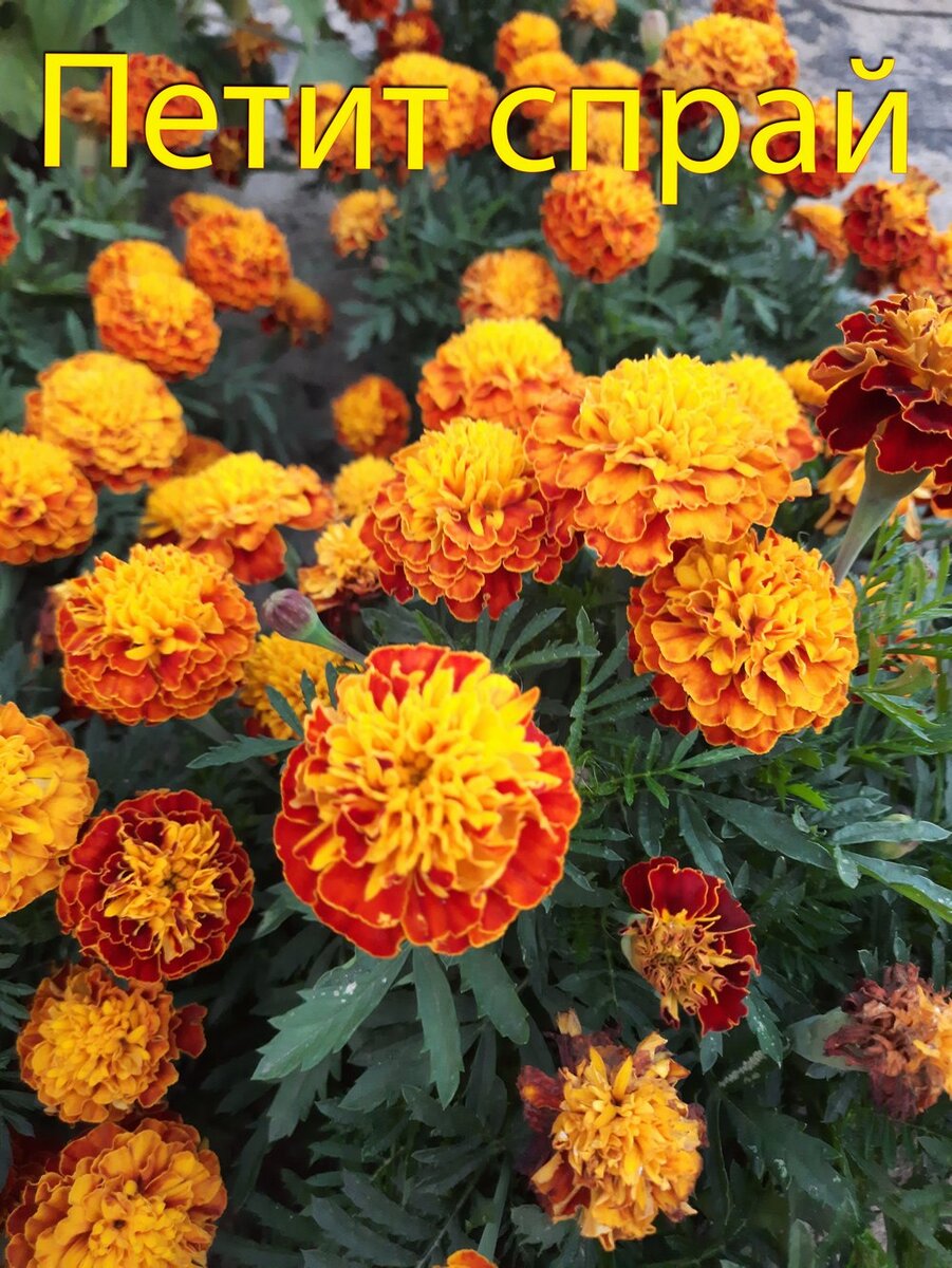 Бархатцы отклоненные махровые оранжевое пламя. Бархатцы отклон. Бархатцы петит оранжевый. Махр. Бархатцы дюранго болеро.