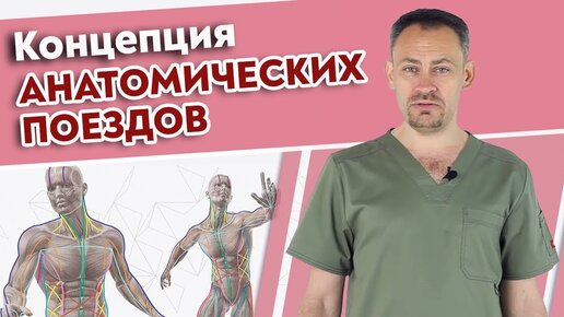 Самая важная книга для массажиста! Томас Майерс Анатомические поезда.