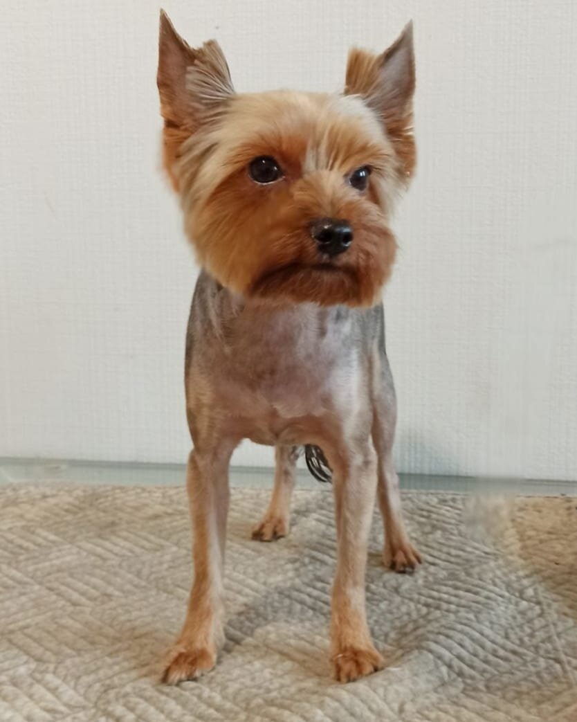 Аристократ. После посещения грумера.